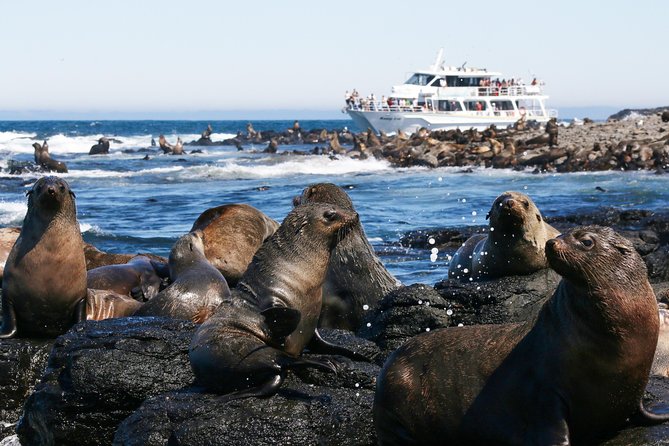 Dolphin & Whale Cruise - Price and value at about $96.83: what you’re paying for