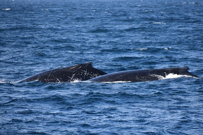 Dolphin & Whale Cruise - Who should book this Phillip Island dolphin and whale cruise