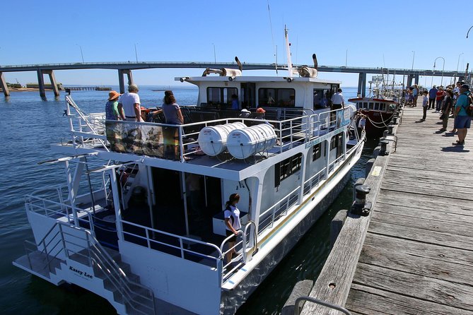 Dolphin & Whale Cruise - San Remo Jetty to open ocean: what the 3-hour outing really feels like