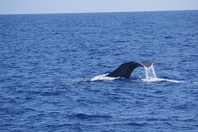 Dolphin - Whale - Turtle - Bird Watching - 6 key things that make this sea safari worth your time