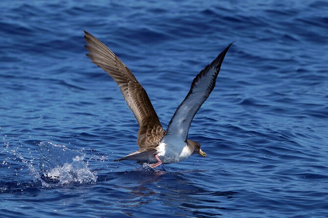 Dolphin - Whale - Turtle - Bird Watching - The wildlife guarantee: what it really means for your risk
