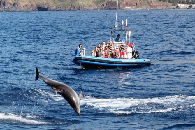 Dolphin - Whale - Turtle - Bird Watching - Who this tour suits best (and who should skip it)