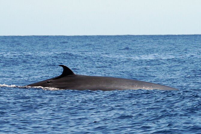 Dolphin - Whale - Turtle - Bird Watching - Price and value: $60-ish for a focused wildlife hit