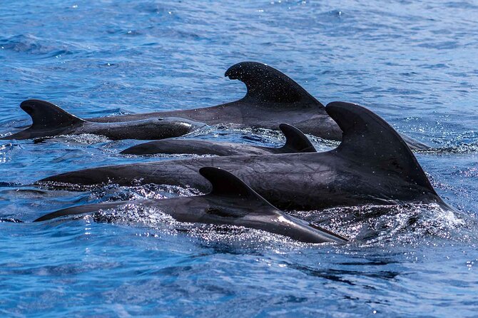 Dolphin - Whale - Turtle - Bird Watching - Practical tips before you go