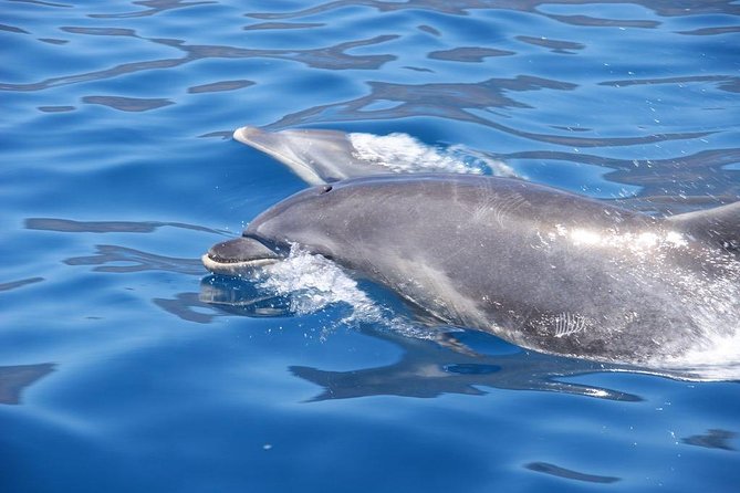 Dolphin - Whale - Turtle - Bird Watching - A quick reality check: weather and what happens if it fails