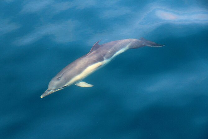 Dolphin & Whale Watching (4hrs) + Blasket Island Landing (3hrs) - Great Blasket Island: deserted village history plus real island time