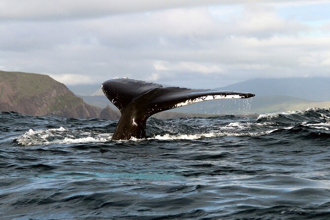 Dolphin & Whale Watching (4hrs) + Blasket Island Landing (3hrs) - Outer Blaskets eco-cruise: where the wildlife surprises you