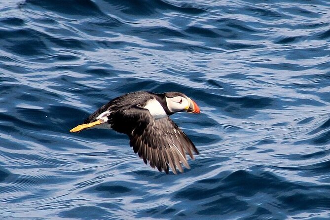 Dolphin & Whale Watching (4hrs) + Blasket Island Landing (3hrs) - Wild-card days: Inish Tuaisceart and Tearaght’s lighthouse