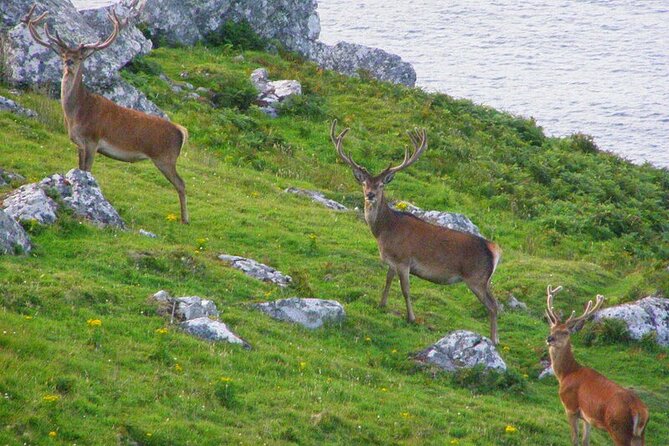 Dolphin & Whale Watching (4hrs) + Blasket Island Landing (3hrs) - Price and value: what $155.43 buys you