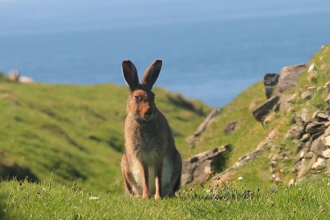 Dolphin & Whale Watching (4hrs) + Blasket Island Landing (3hrs) - What to wear and pack for a Blasket sea day
