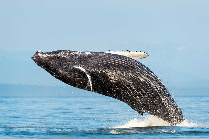 Dolphin & Whale Watching with Marine Biologists - What You’re Really Buying in Huatulco