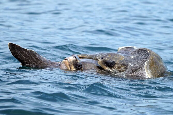 Dolphin & Whale Watching with Marine Biologists - Meet-Up at Chahué Marina: Easy to Find, Easy to Start