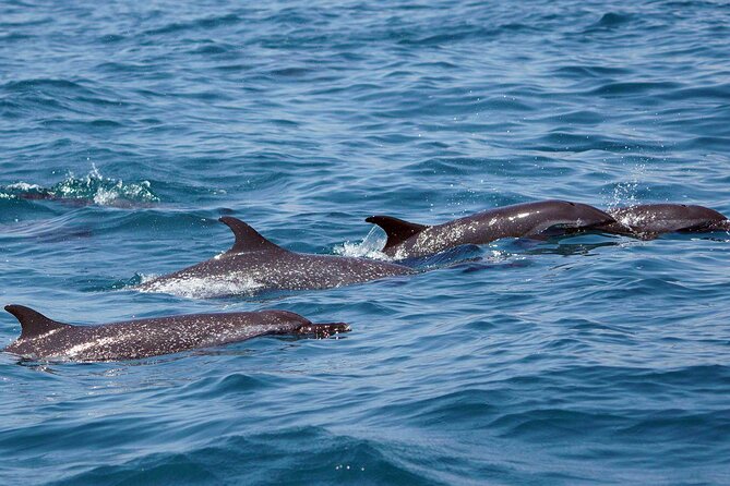 Dolphin & Whale Watching with Marine Biologists - What You’ll Likely See: Seasonality and Species Mix