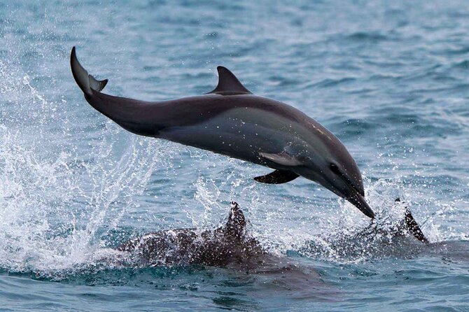 Dolphin & Whale Watching with Marine Biologists - Respecting Wildlife Space: The Big Difference You’ll Feel