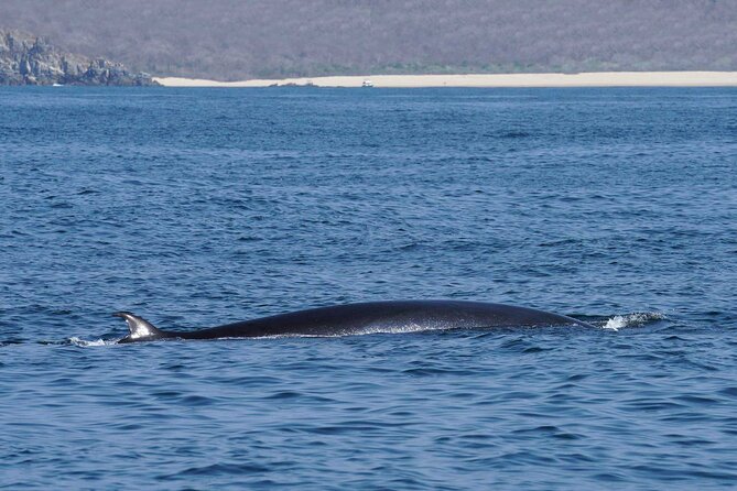 Dolphin & Whale Watching with Marine Biologists - Boat Comfort, Sun Protection, and Swell Reality