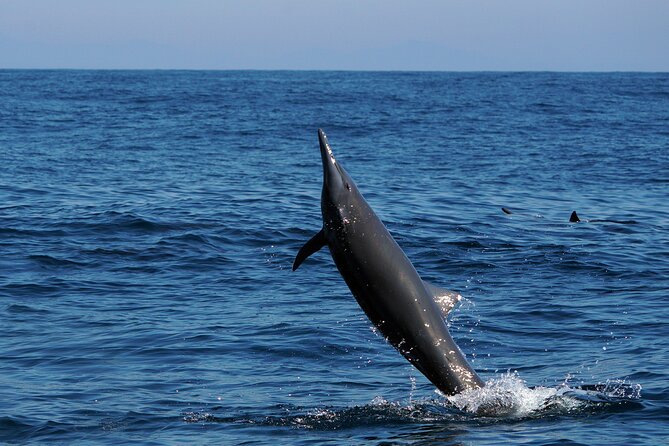 Dolphin & Whale Watching with Marine Biologists - Safety Details That Affect Real People