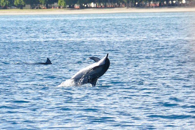 Dolphins Encounter and Whale Watching - A 7am speedboat plan for dolphins and whale sounds in Mauritius