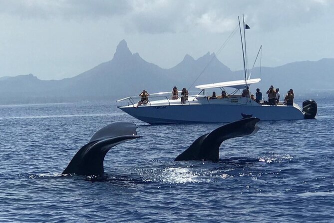 Dolphins Encounter and Whale Watching - Dolphin encounter rules, plus what you can realistically do in the water