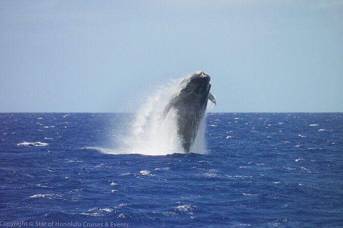 Early Bird Whale Watching Cruise from Waikiki - Key things I’d focus on
