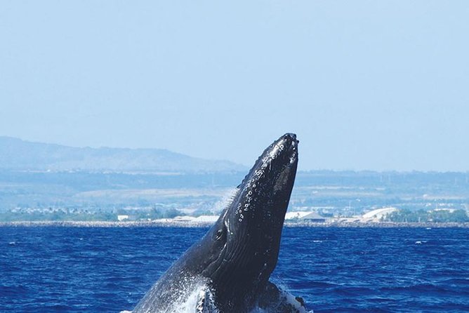 Early Bird Whale Watching Cruise from Waikiki - Whale-watching reality check: distance and viewing time