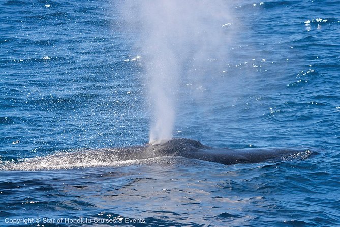 Early Bird Whale Watching Cruise from Waikiki - Sightings, stories, and how the crew runs the day