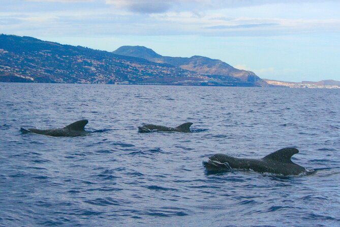 Eco-Friendly Catamaran Dolphin and Whale Watching - Wildlife Viewing: Why Timing Matters More Than Guarantees