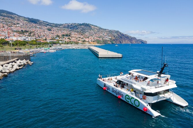 Eco-Friendly Catamaran Dolphin and Whale Watching - Weather, Dress, and the Practical Stuff That Keeps It Fun