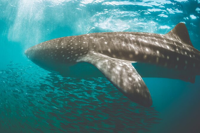 Eco Whale Shark Encounter - Cancun Whale Shark Magic Near Isla Contoy: What You’re Really Buying