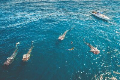 Eco Whale Shark Encounter - Getting There From Your Cancun Hotel (and Why the Boat Type Matters)
