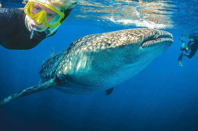 Eco Whale Shark Encounter - Snacking, Drinks, and That Extra Touch With Food