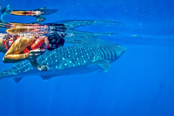 Eco Whale Shark Encounter - Safety and Crew Handling: How This Tour Keeps It Peaceful