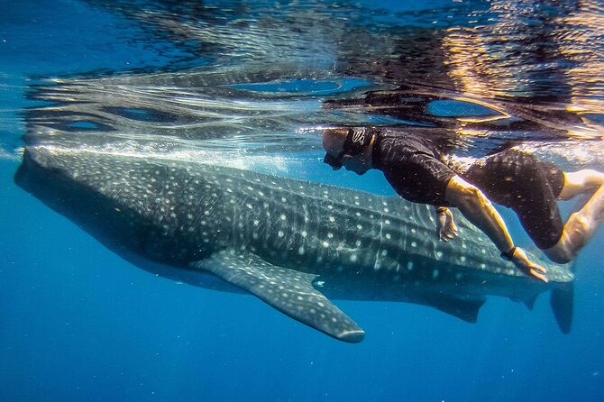 Eco Whale Shark Encounter - Price and Value: Is $452 Per Group Actually Fair?