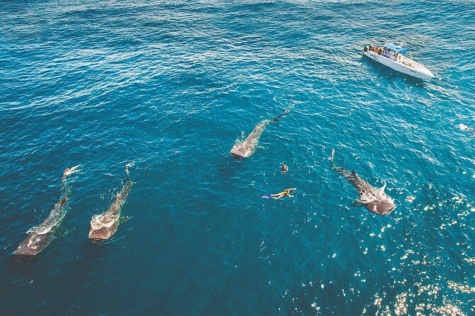 Eco Whale Shark Encounter - Getting There From Your Cancun Hotel (and Why the Boat Type Matters)