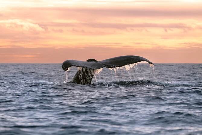 Educational Sunrise Whale Watching with Photos Included - Cabo San Lucas Sunrise Whale Watching: why the morning timing matters
