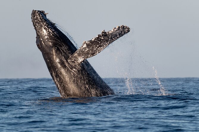 Educational Sunrise Whale Watching with Photos Included - Proyecto Cetáceo meeting point and the vibe before you go
