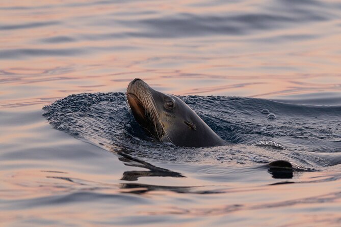 Educational Sunrise Whale Watching with Photos Included - On-water time management: what you are likely to notice
