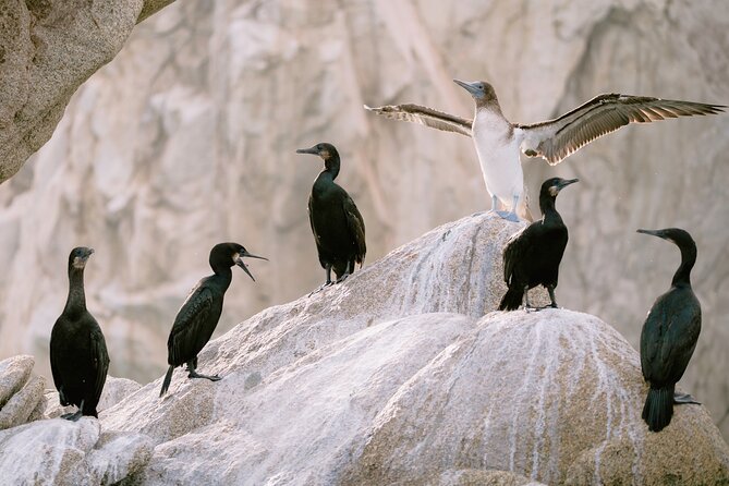 Educational Sunrise Whale Watching with Photos Included - Return cruise photo stops: Lovers Beach, sea lions, and the arch