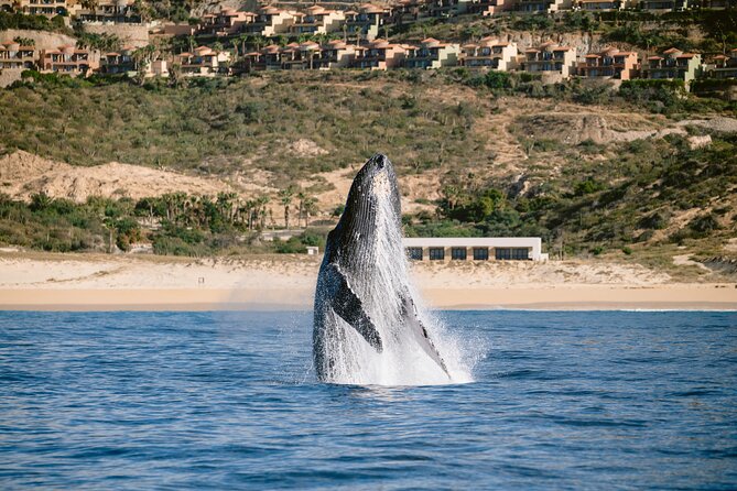 Educational Sunrise Whale Watching with Photos Included - Who this sunrise whale watching tour fits best