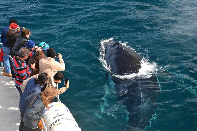 Educational Whale Watching Tour from Perth - Getting started at South Fremantle: meeting, boarding, then out to Geographe Bay
