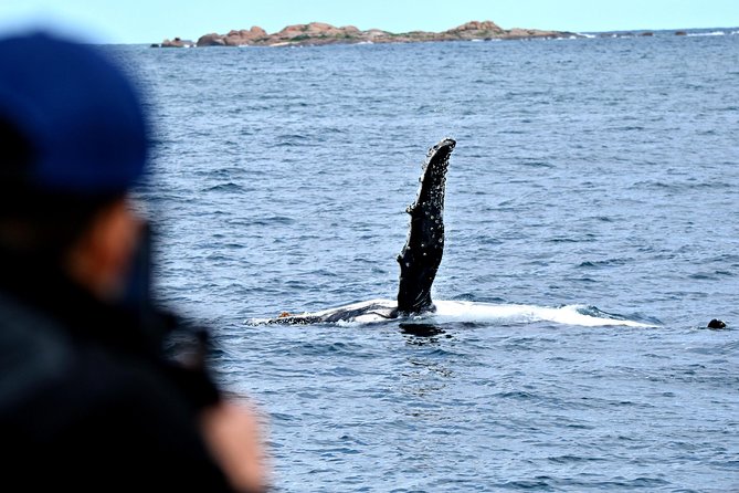 Educational Whale Watching Tour from Perth - What you’ll actually look for: humpbacks, southern right whales, and more