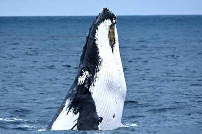 Educational Whale Watching Tour from Perth - The 2-hour cruise: how the time on the water is used