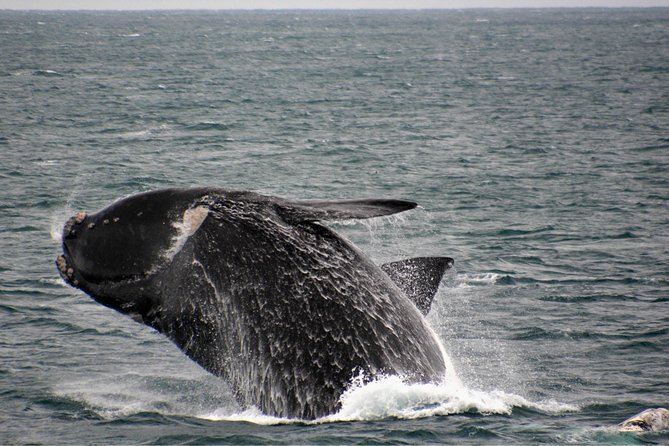 Educational Whale Watching Tour from Perth - Underwater camera and hydrophone: turning a distant sound into a lesson
