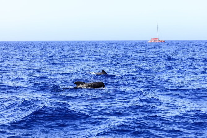 Exclusive Freebird Catamaran Whale & Dolphin to Masca From South - Wildlife spotting: what you’re hoping to see (and what you can control)