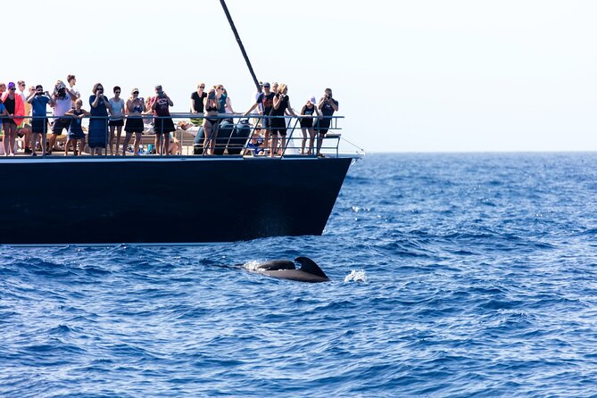 Exclusive Freebird Catamaran Whale & Dolphin to Masca From South - Los Gigantes cliff views from the water