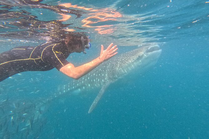 Experiences with whale sharks in La Paz - Key points before you go