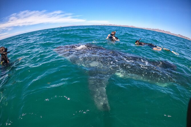 Experiences with whale sharks in La Paz - Whale shark swim in La Paz: what the 3-hour outing is really like