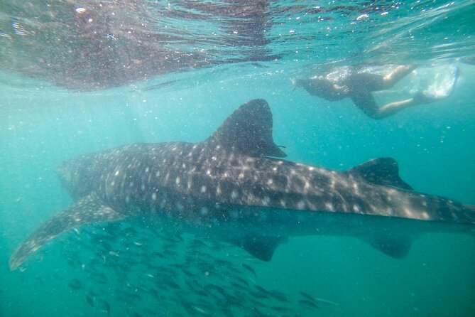 Experiences with whale sharks in La Paz - In the water with whale sharks: the moment that makes the trip worth it