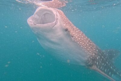 Experiences with whale sharks in La Paz - The boat ride: comfort, but expect waves