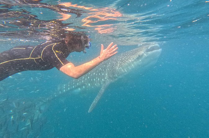 Experiences with whale sharks in La Paz - Gear, snacks, and what’s included (and what you must bring)