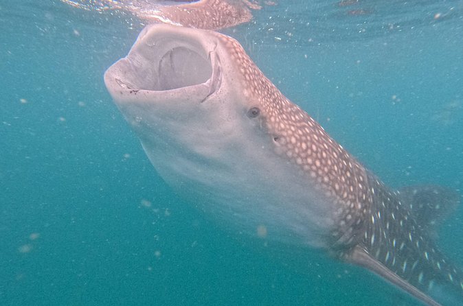 Experiences with whale sharks in La Paz - Who this is best for (and who should think twice)